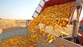 Засуха вновь угрожает производству кукурузы в ЕС